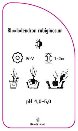 Rhododendron rubiginosum