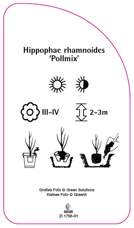 Hippophae rhamnoides 'Pollmix'