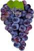 Winorośl Nina