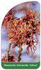 Hamamelis intermedia 'Jelena'