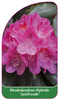 Rhododendron-Hybride 'Junifreude'