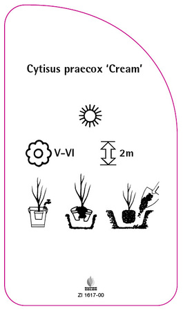 Cytisus praecox 'Cream'