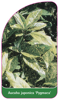 Aucuba japonica 'Pygmaea'