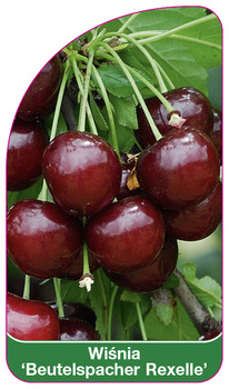 Wisnia 'Beutelspacher Rexelle'