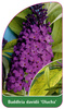 Buddleia davidii 'Olucha'