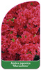 Azalea japonica 'Maraschino'