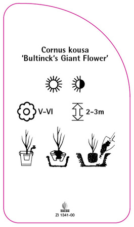 Cornus kousa 'Bultinck's Giant Flower'
