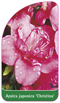 Azalea japonica 'Christina'
