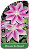 Clematis 'Dr. Ruppel'