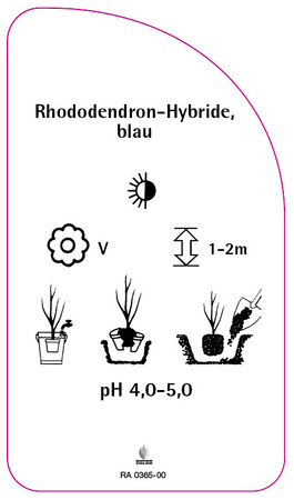 Rhododendron-Hybride, blau
