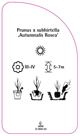 Prunus x subhirtella 'Autumnalis Rosea'