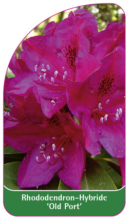 Rhododendron-Hybride 'Old Port'
