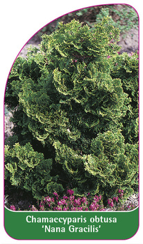 Chamaecyparis obtusa 'Nana Gracilis'