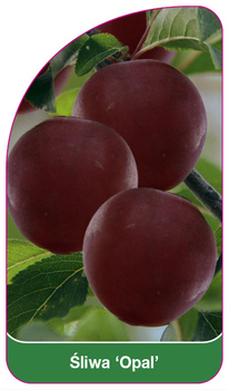 Śliwa 'Opal'