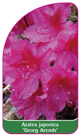 Azalea japonica 'Georg Arends'