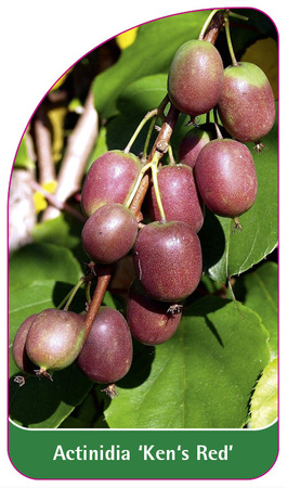 Actinidia 'Ken's Red'