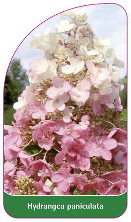 Hydrangea paniculata