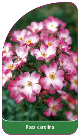 Rosa carolina