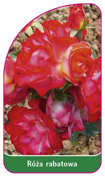 Róza rabatowa Nr. 114
