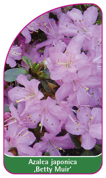Azalea japonica 'Betty Muir'