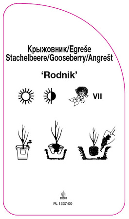 Coacăze "Rodnik