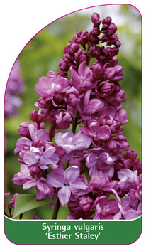 Syringa vulgaris 'Esther Staley'