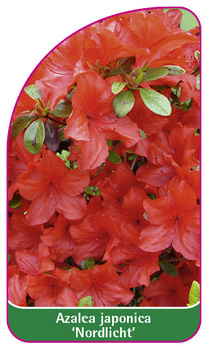 Rhododendron impeditum 'Nordlicht'