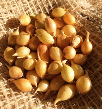 Cebula Dymka I Sochaczewska - KOMPLET 250G