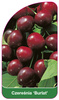 Třešeň 'Burlat'