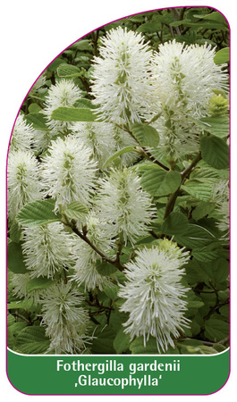 Fothergilla gardenii ,Gaulcophylla'