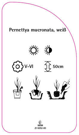 Pernettya mucronata, weiß