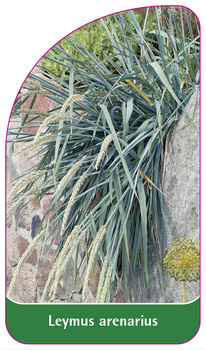 Leymus arenarius
