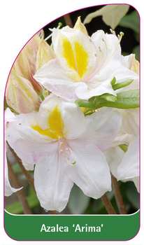 Azalea 'Arima'