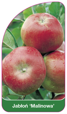 Malinová jabloň