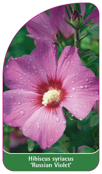 Hibiscus syriacus 'Russian Violet'
