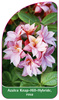 Azalea Knap-Hill-Hybride, rosa