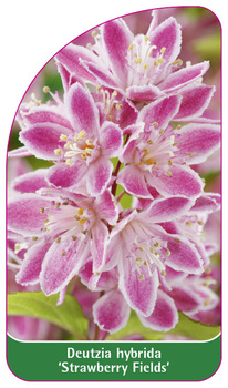 Deutzia hybrida 'Strawberry Fields'