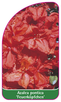 Azalea pontica 'Feuerköpfchen'