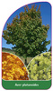 Acer platanoides