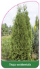 Thuja occidentalis