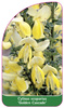 Cytisus scoparius 'Golden Cascade'