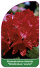 Rhododendron-Hybride 'Windlesham Scarlet'