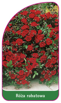 Róza pnąca Nr. 100 A