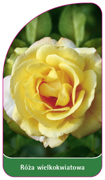 Róza wielkokwiatowa Nr. 230