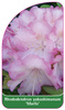 Rhododendron yakushimanum 'Marlis'