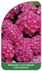 Hydrangea macrophylla 'Constellation'