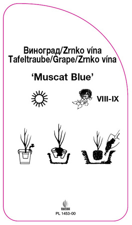 Winorośl 'Muscat Blue'