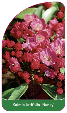 Kalmia latifolia 'Nancy'