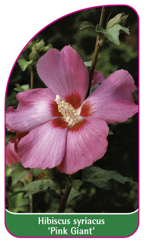 Hibiscus syriacus 'Pink Giant'