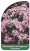 Rhododendron ferrugineum 'Tottenham'